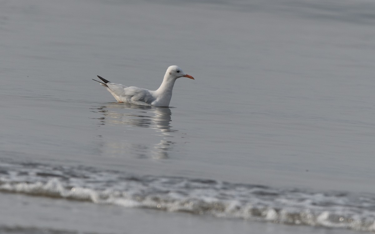 Slender-billed Gull - ML638658461