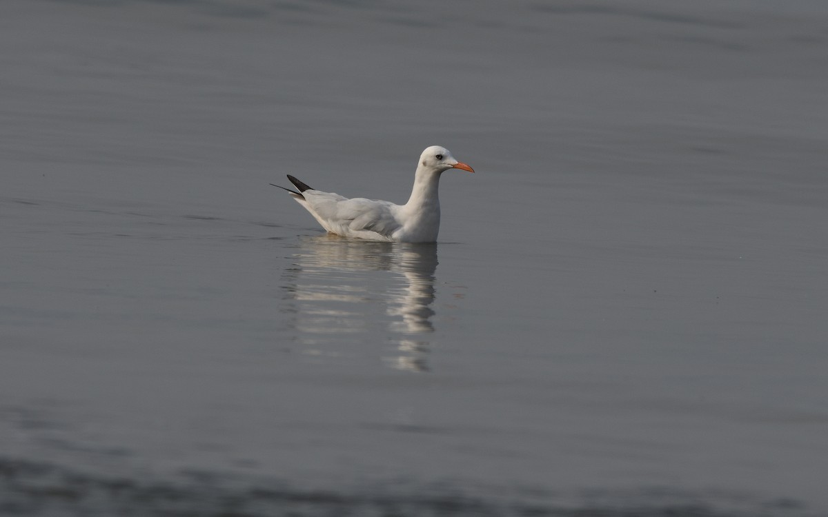 Slender-billed Gull - ML638658462