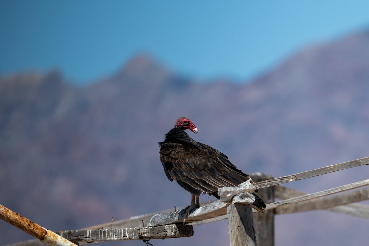 Turkey Vulture - ML638658479