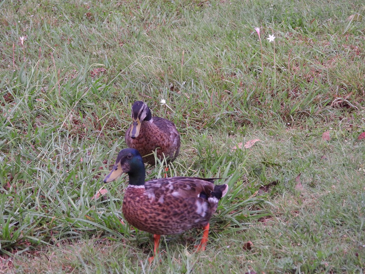Mallard (Domestic type) - ML638658485