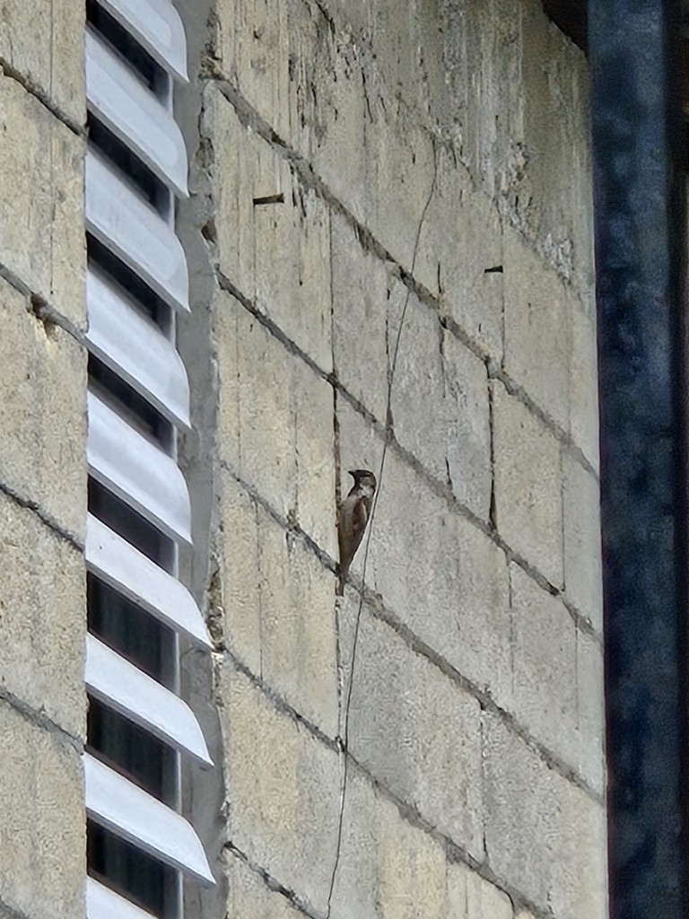 Moineau domestique - ML638658486