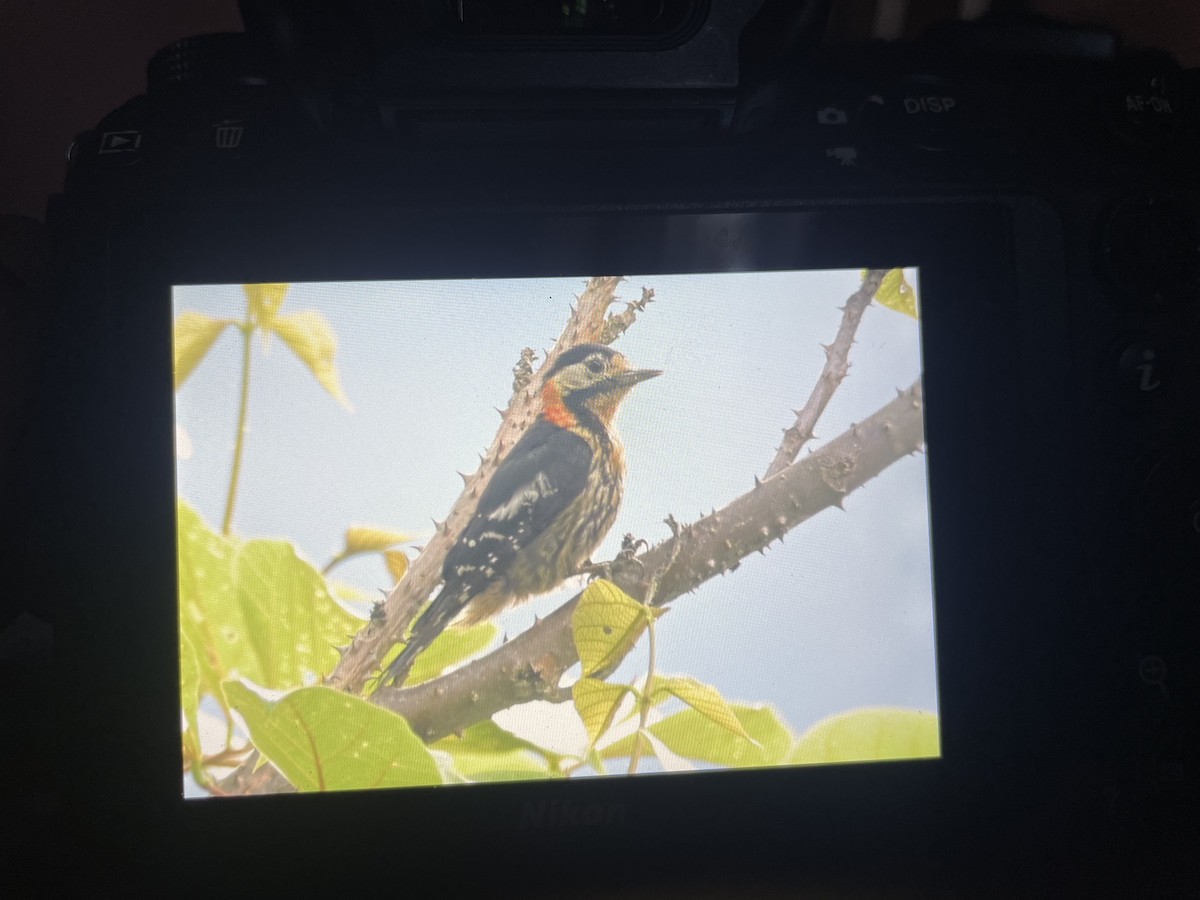 Crimson-naped Woodpecker - ML638658527