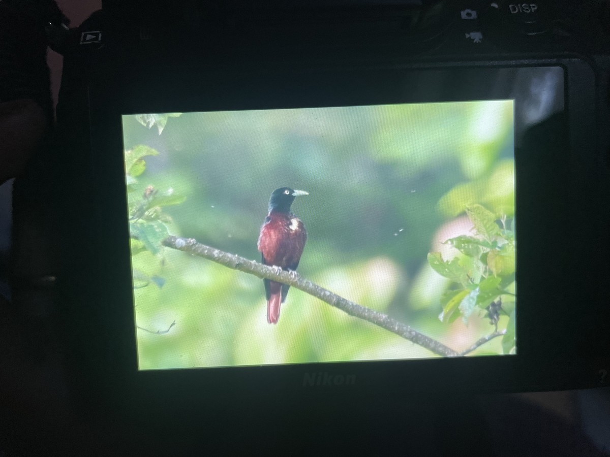 Maroon Oriole - ML638658534