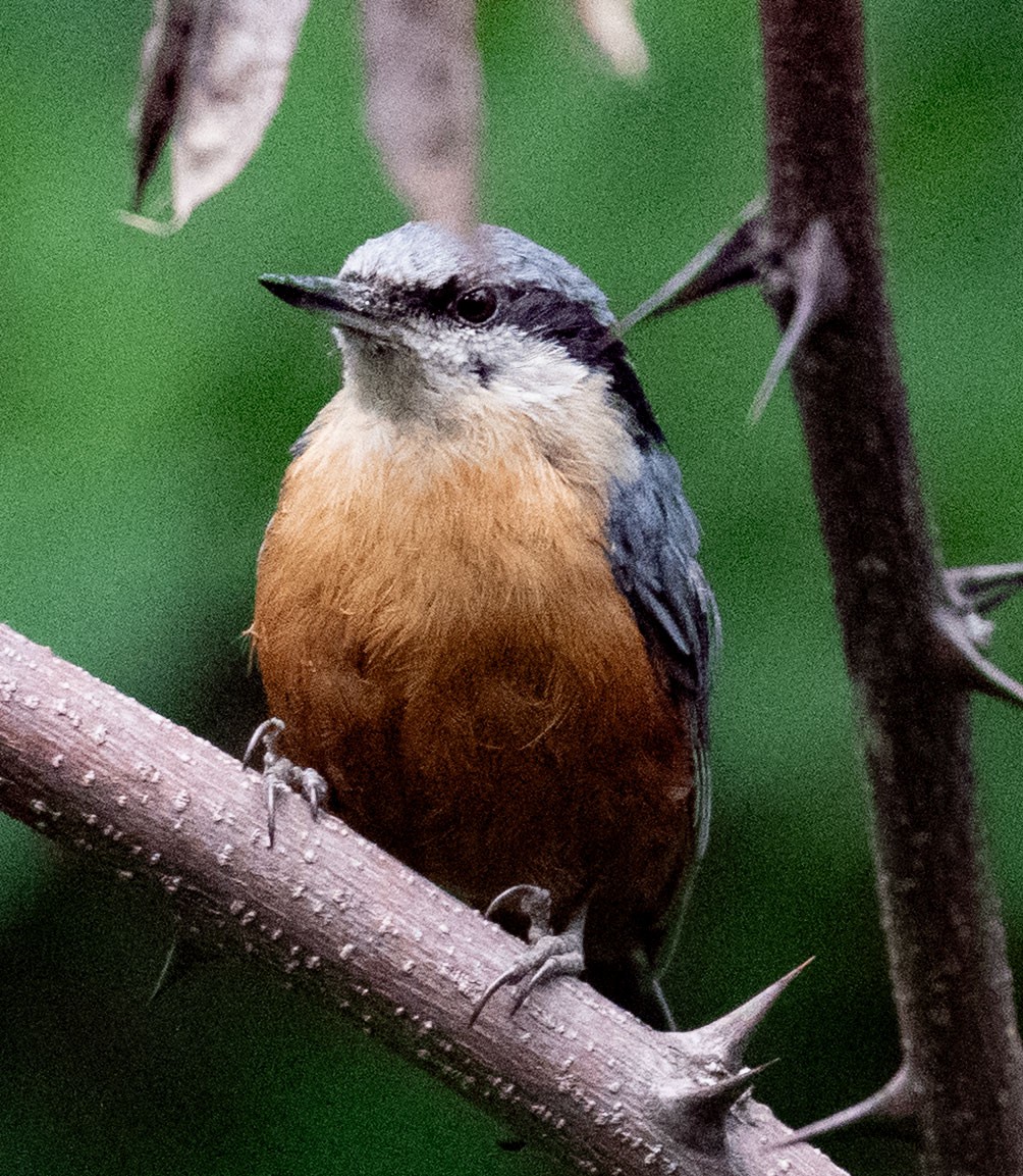Kashmir Nuthatch - ML638658537