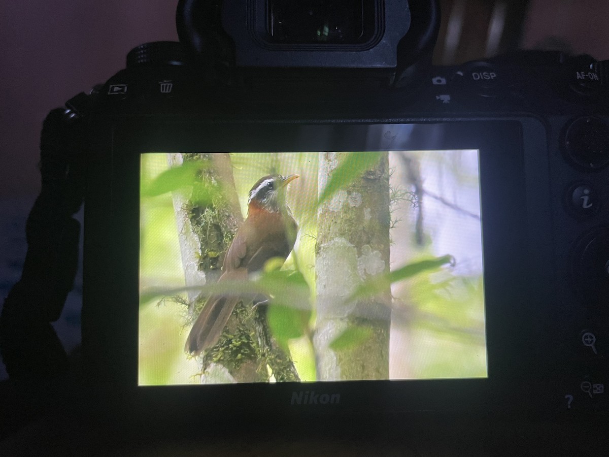 Streak-breasted Scimitar-Babbler - ML638658545