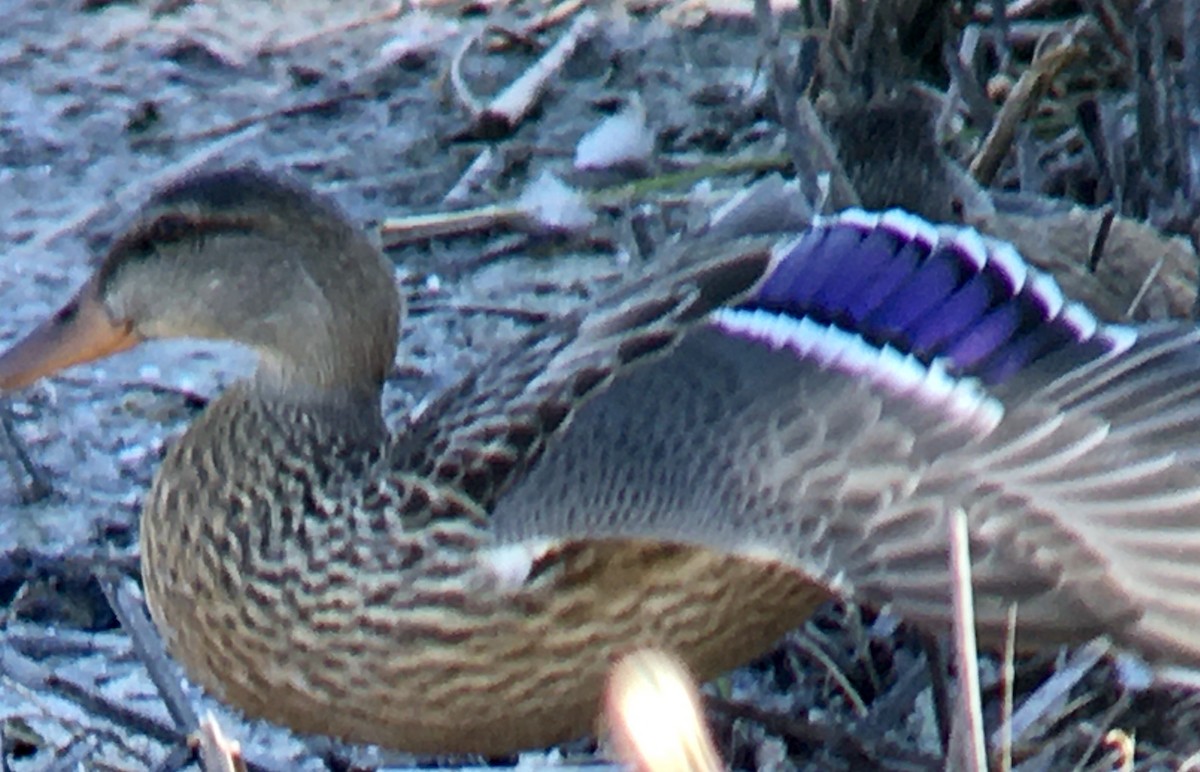Mallard - ML638658555