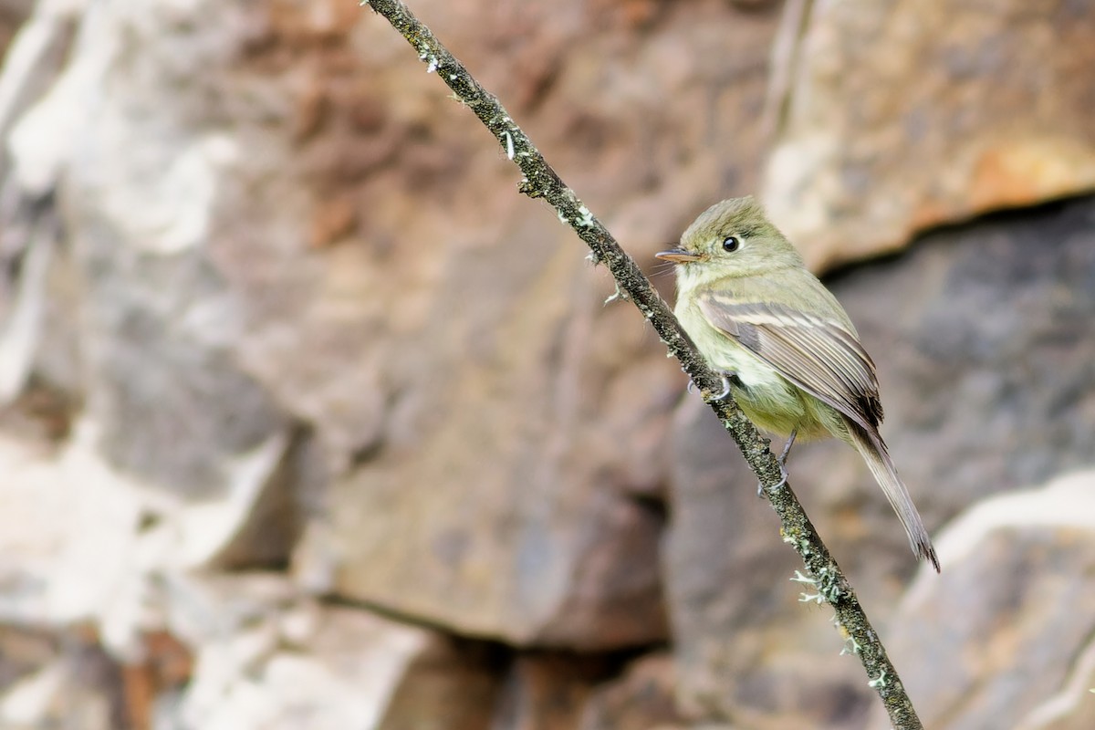 Western Flycatcher - ML638658557