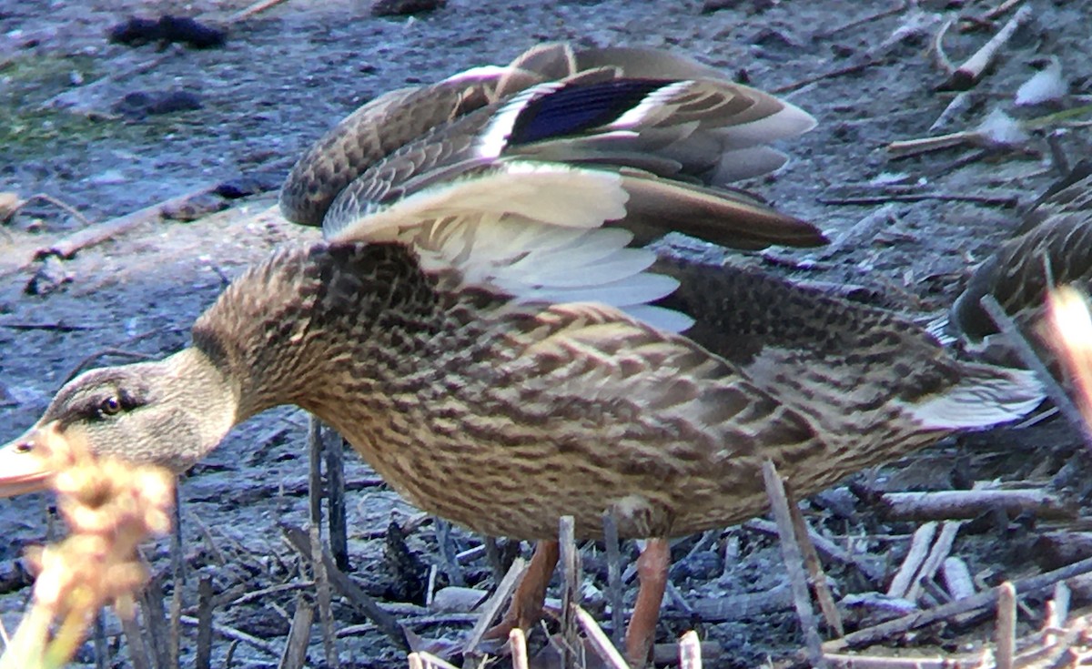 Mallard - ML638658560