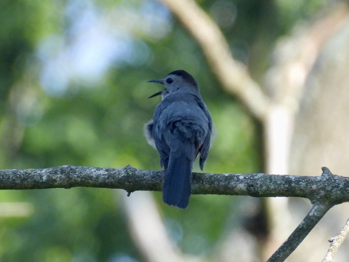 Gray Catbird - ML638658561