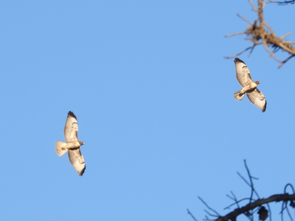 Red-tailed Hawk - ML638658562