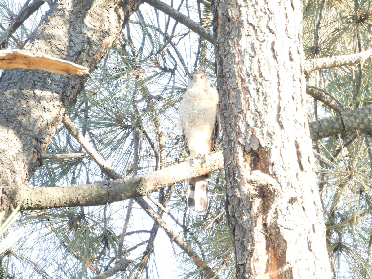 Red-tailed Hawk - ML638658563