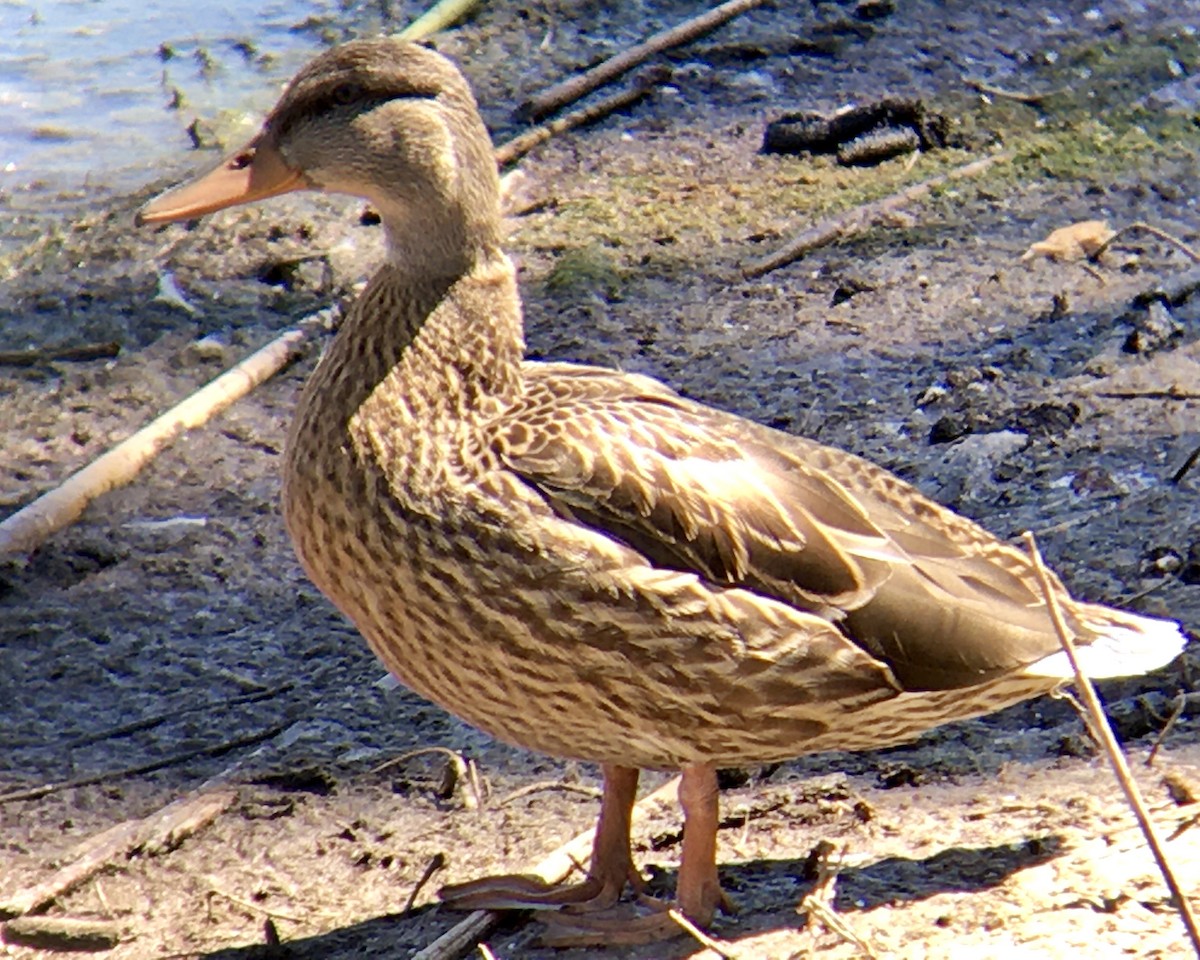 Mallard - ML638658565