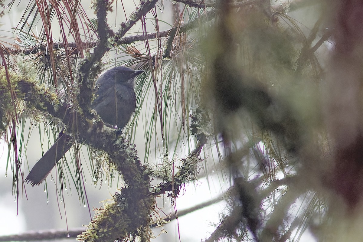 Dwarf Jay - ML638658623