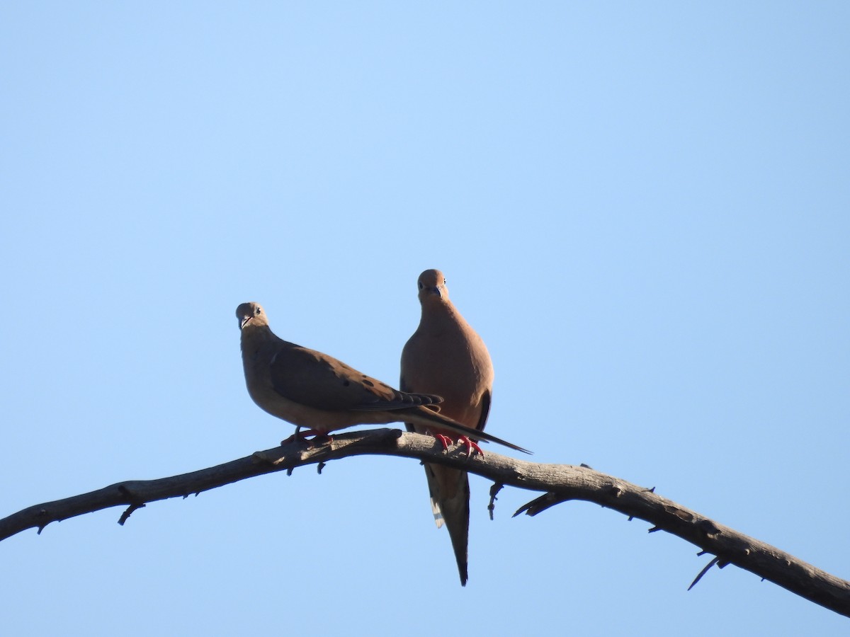 Mourning Dove - ML638658626