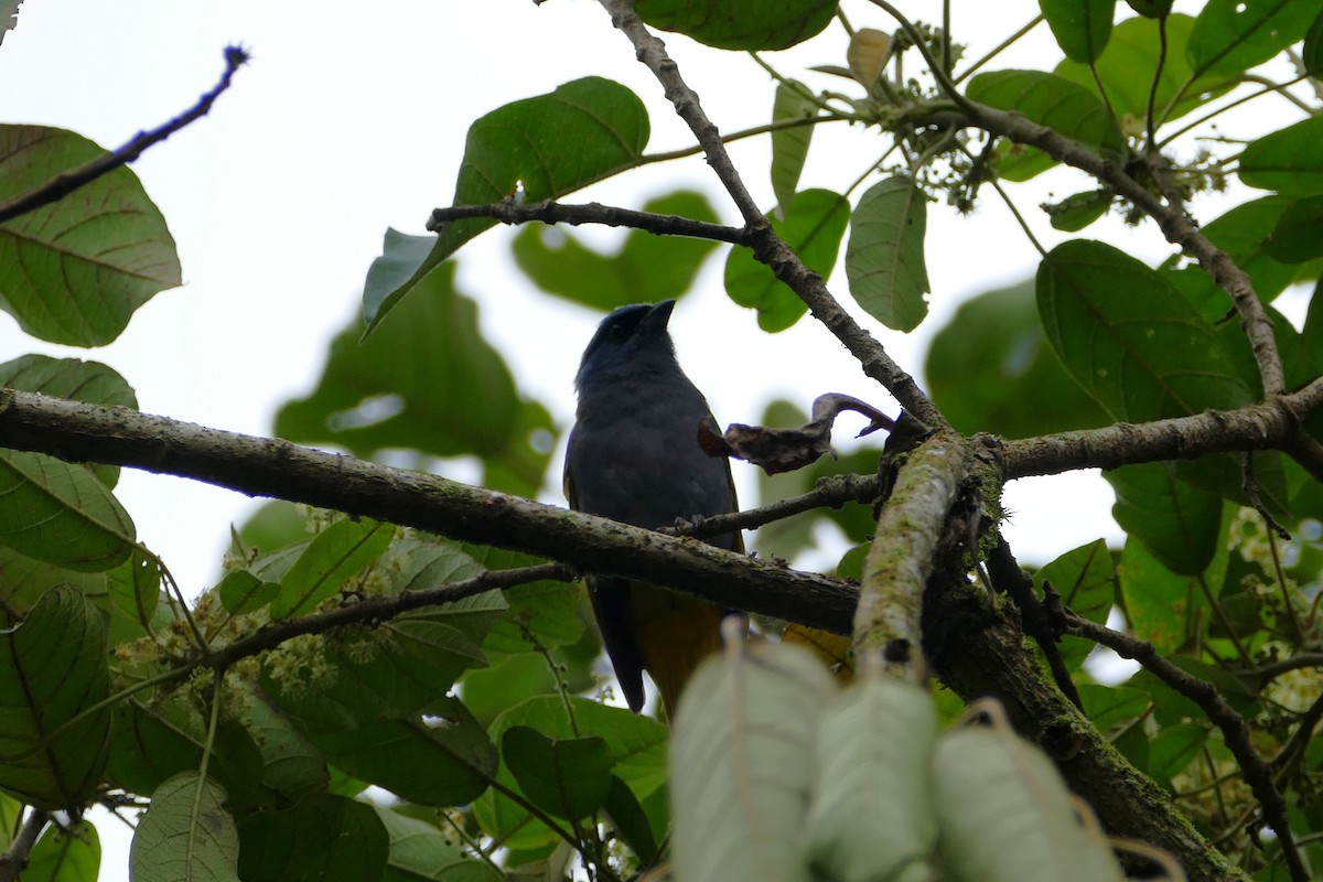 Blue-capped Tanager - ML638658643