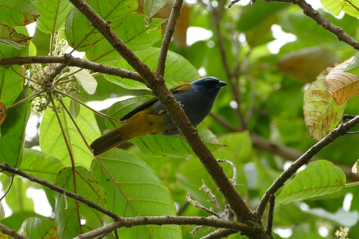 Blue-capped Tanager - ML638658645
