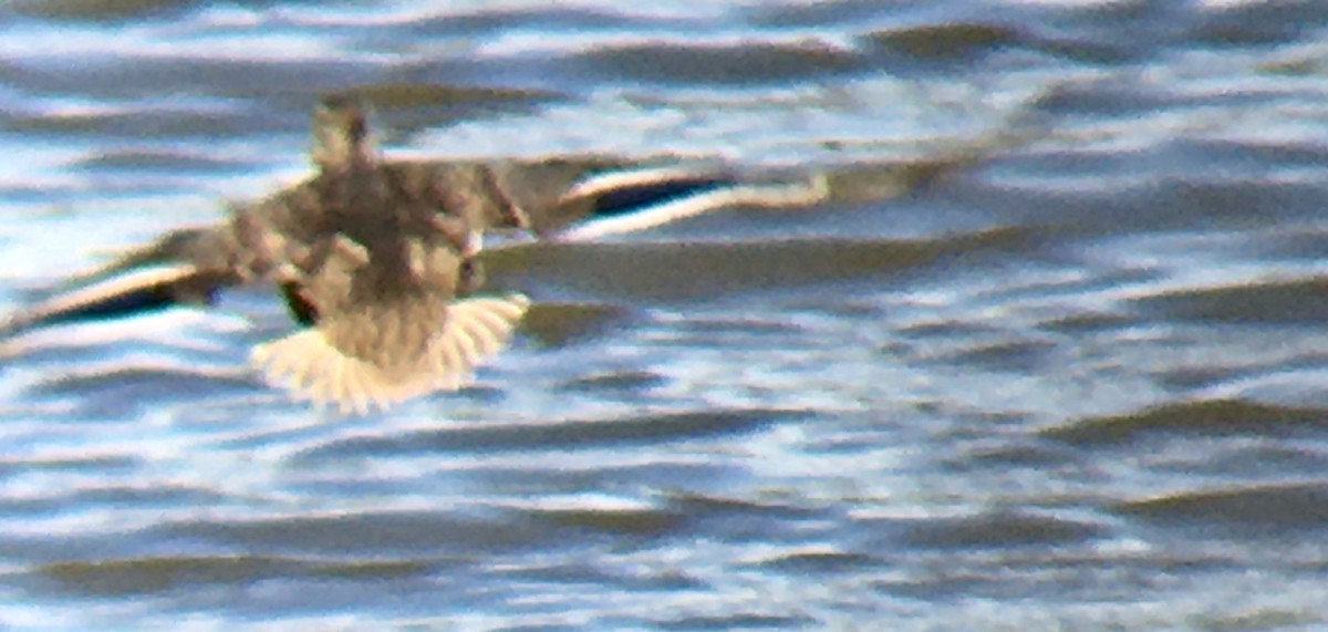 Mallard - ML638658651