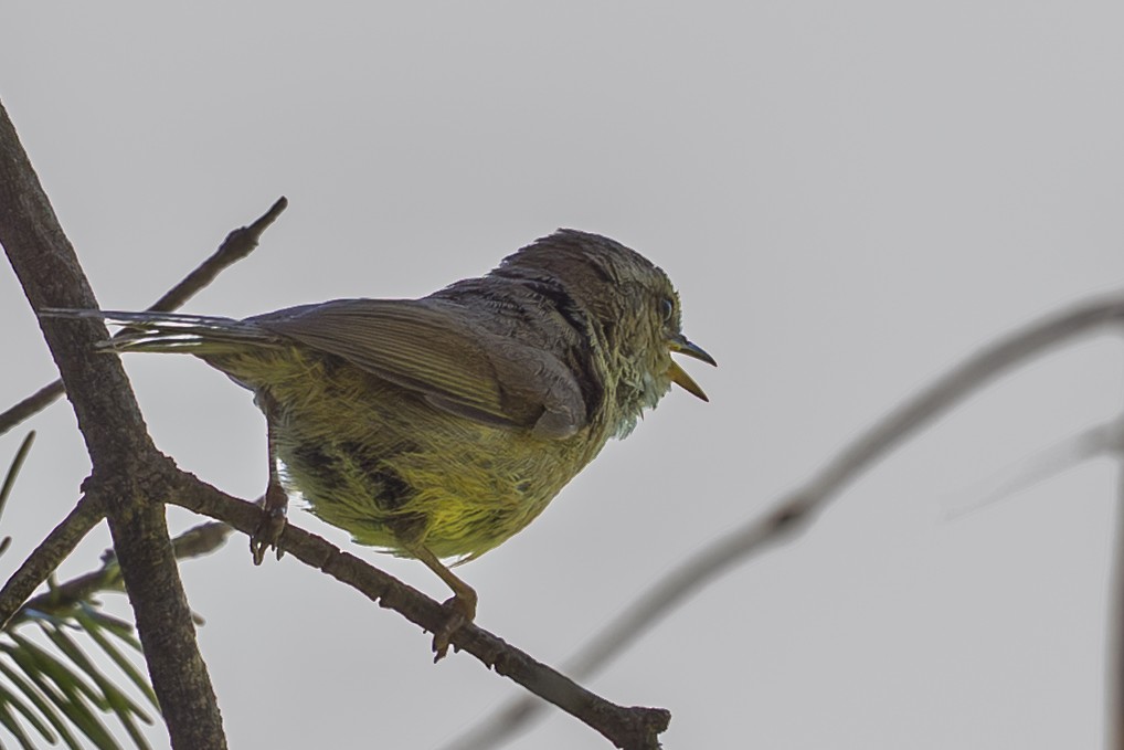 Brownish-flanked Bush Warbler - ML638658692