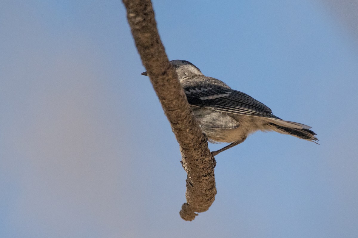 ub. spurvefugl (Passeriformes sp.) - ML638658696