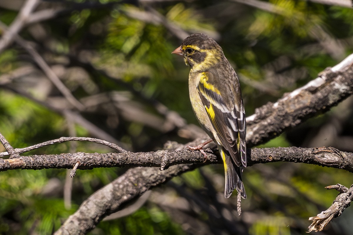 Yellow-breasted Greenfinch - ML638658722