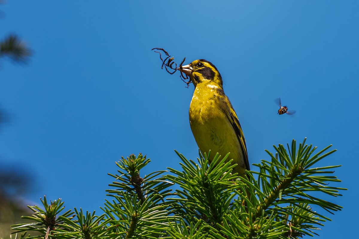 Yellow-breasted Greenfinch - ML638658723