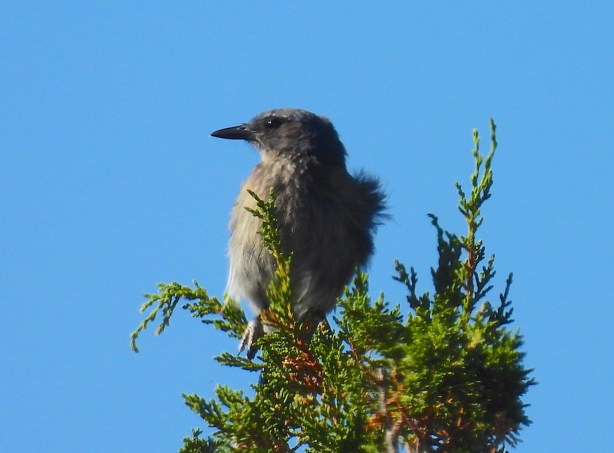 Woodhouse's Scrub-Jay - ML638658724