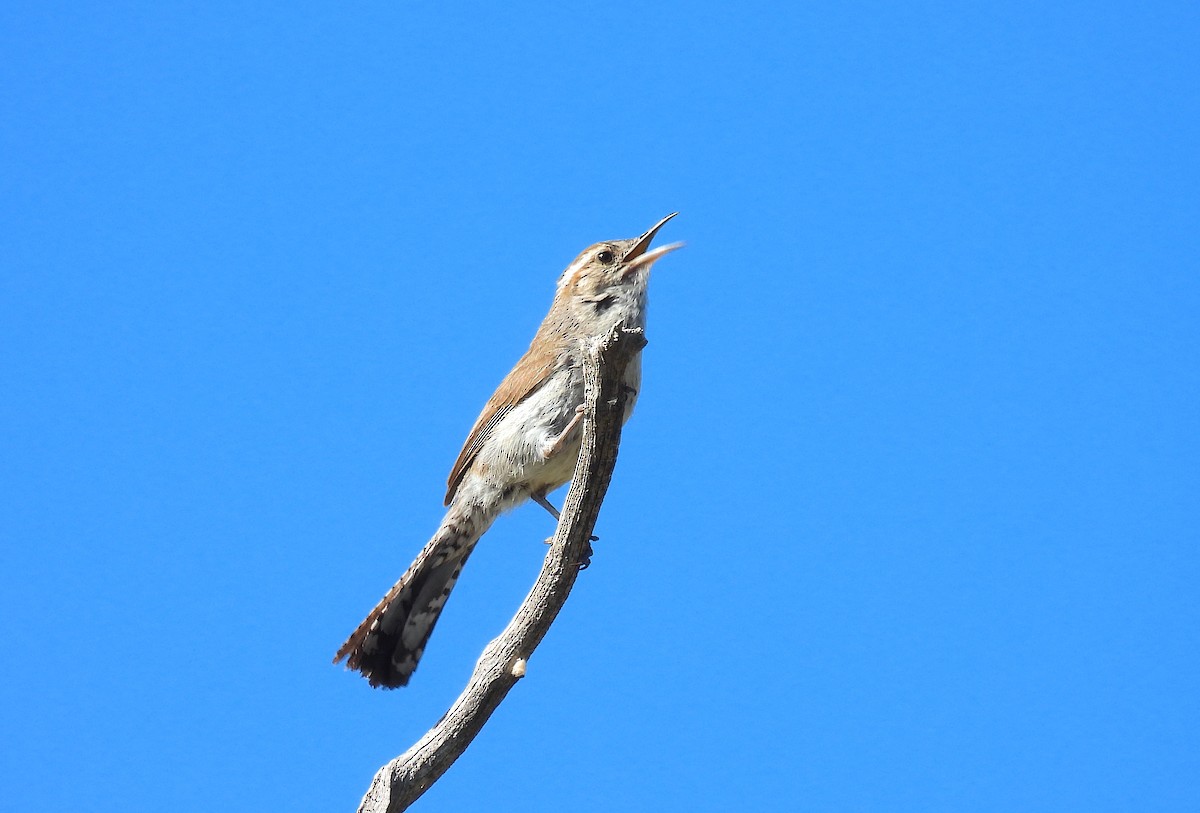 Bewick's Wren - ML638658726