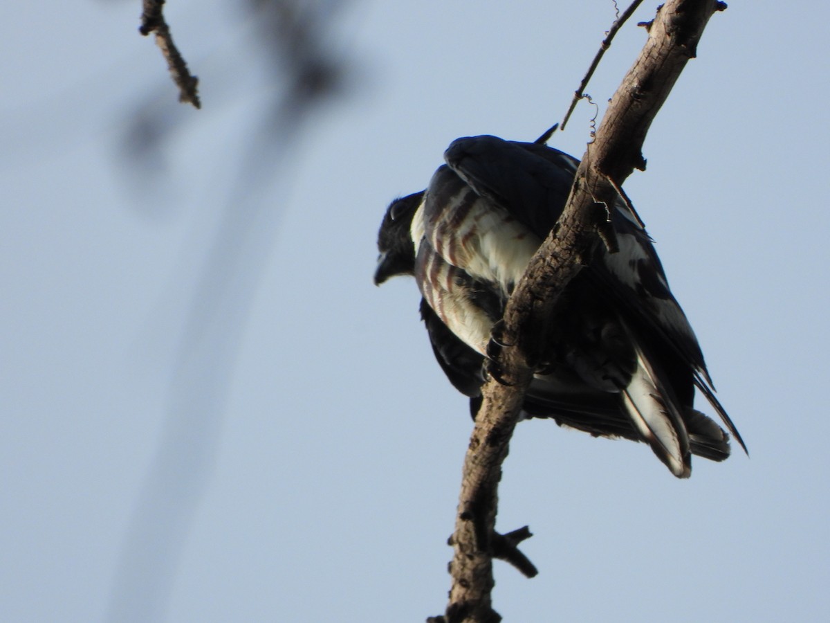 Black Baza - ML638658752