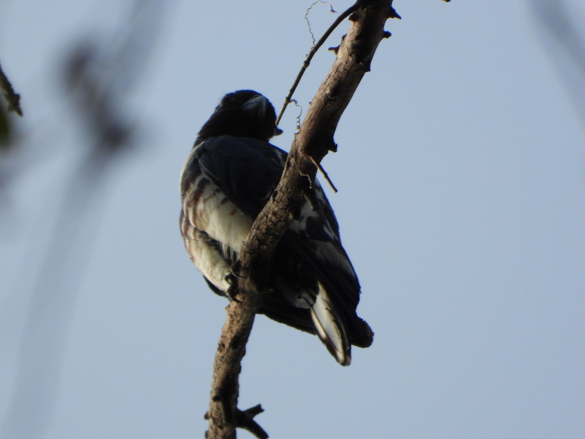 Black Baza - ML638658753