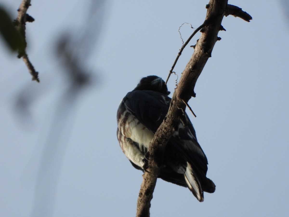 Black Baza - ML638658754
