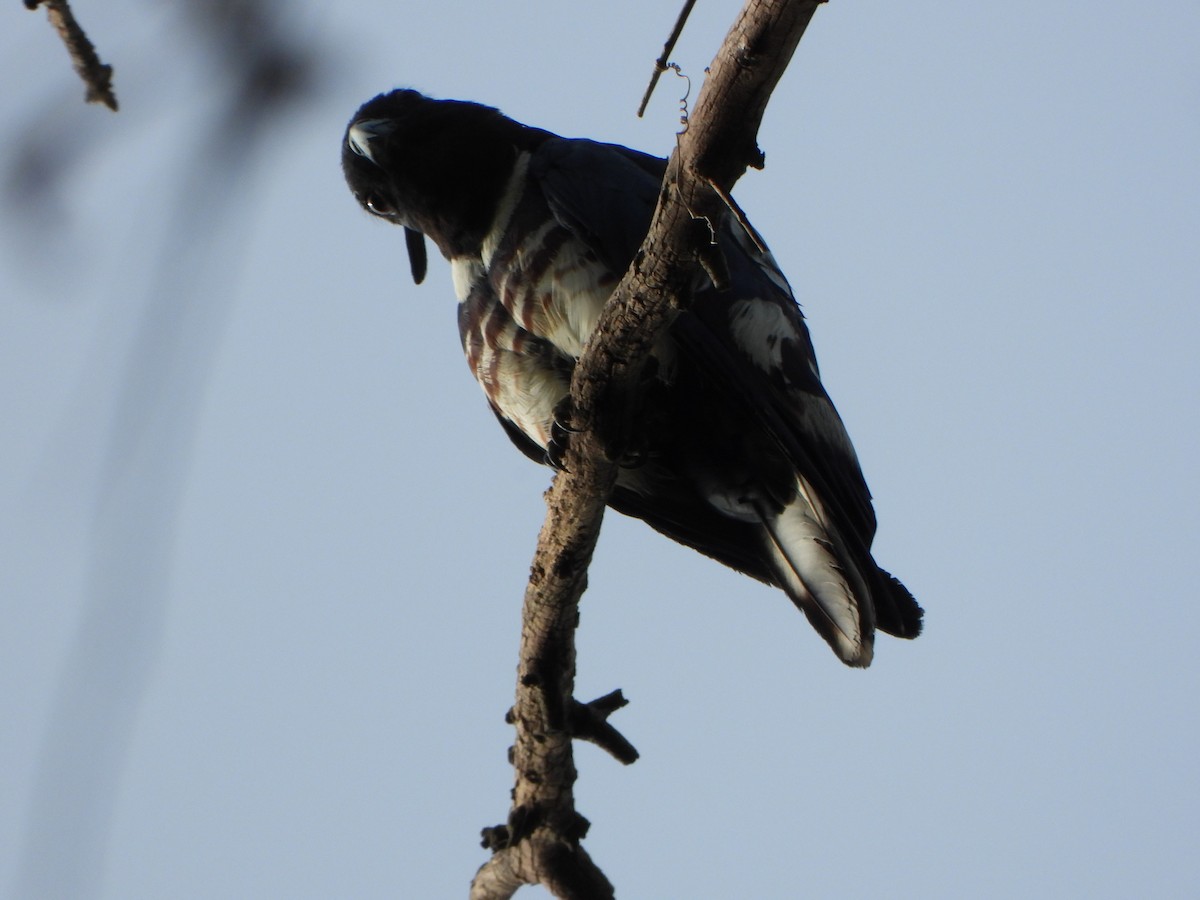 Black Baza - ML638658758