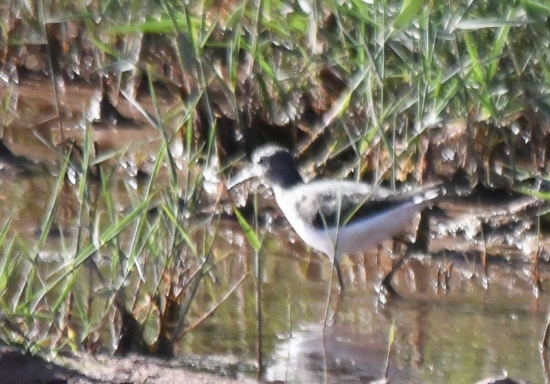 klippedue (Wild type) - ML638658761