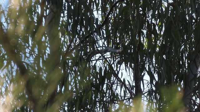 Eastern Bonelli's Warbler - ML638658778