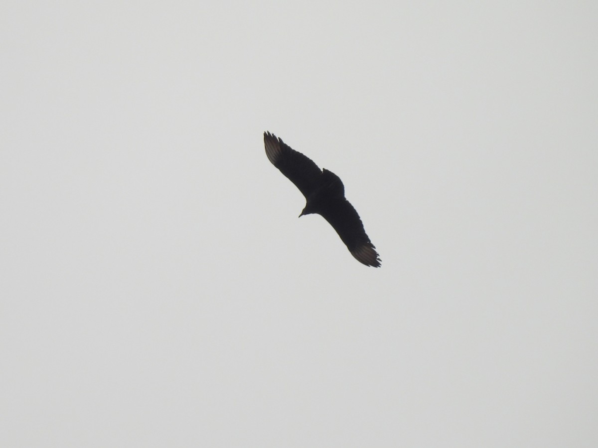 Black Vulture - ML638658799