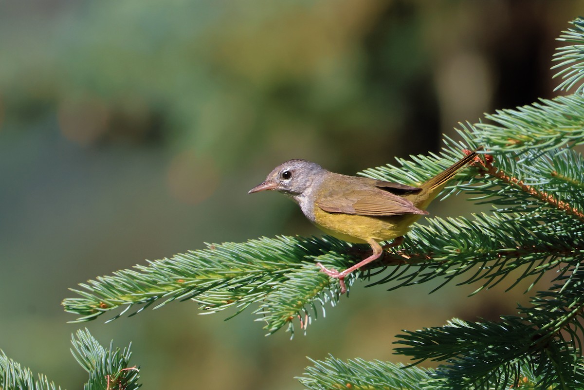 MacGillivray's Warbler - ML638658832