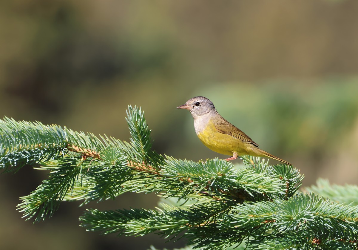 MacGillivray's Warbler - ML638658833