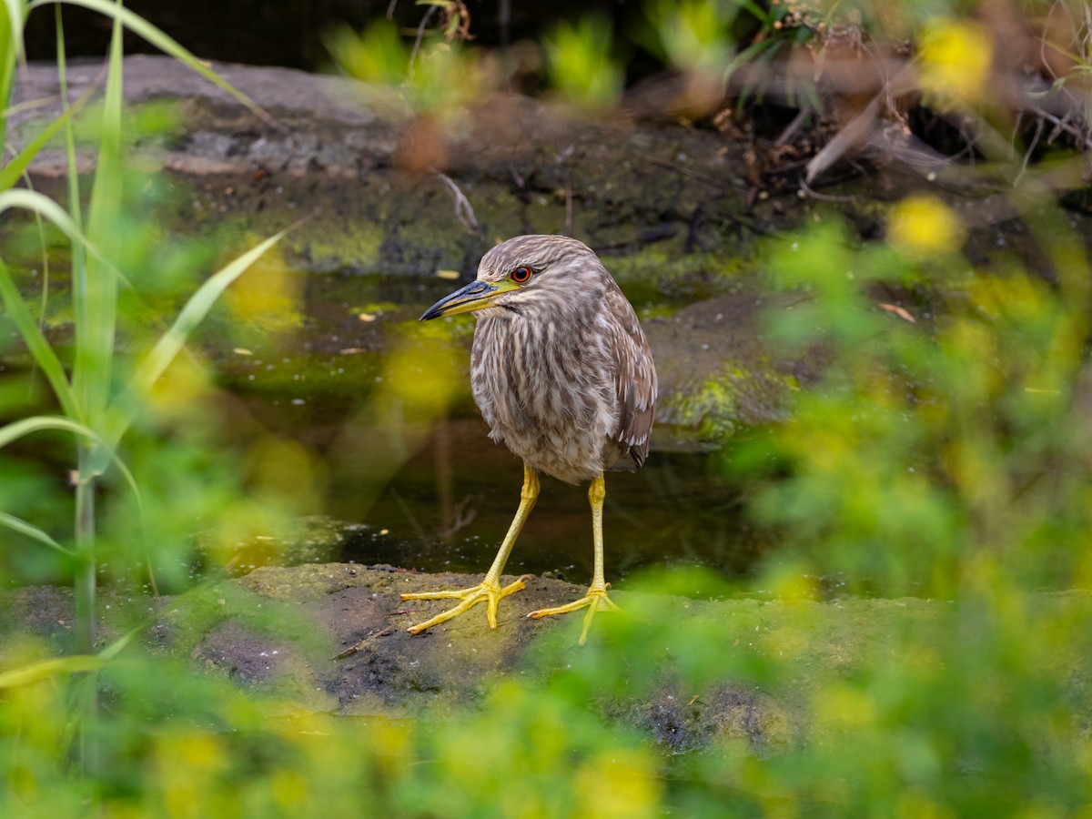 Black-crowned Night Heron - ML638658855