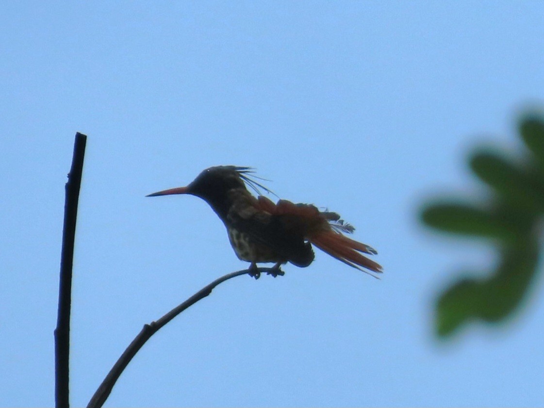 Black-crested Coquette - ML638658879
