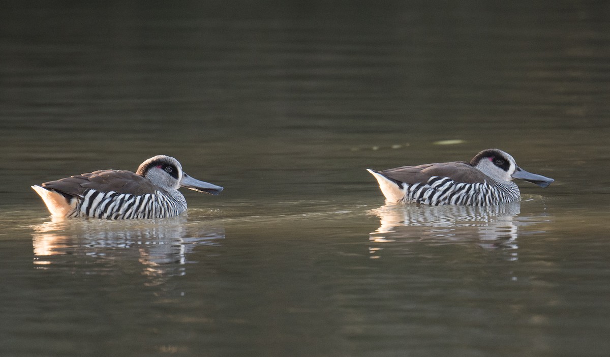 Pink-eared Duck - ML638658883