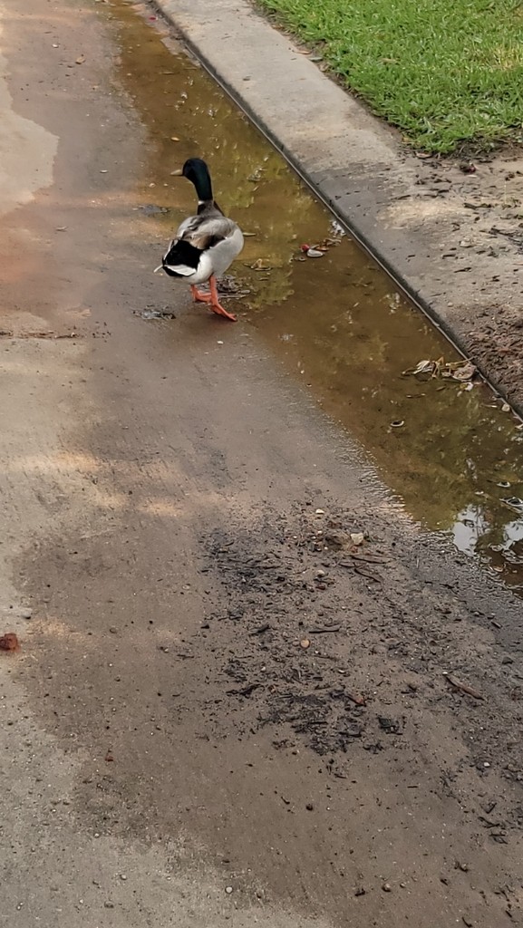 Mallard - ML638658885
