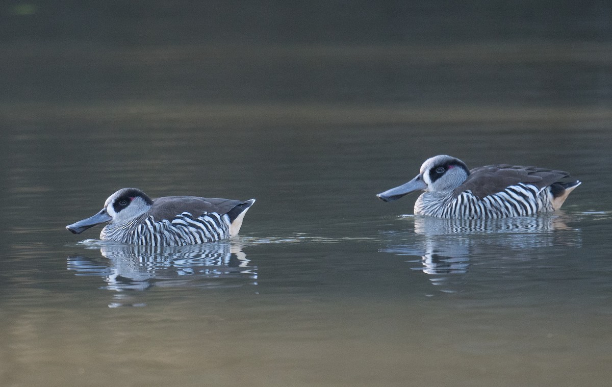 Pink-eared Duck - ML638658909