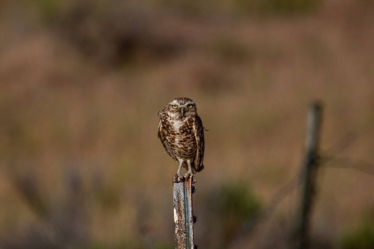 Burrowing Owl - ML638658916