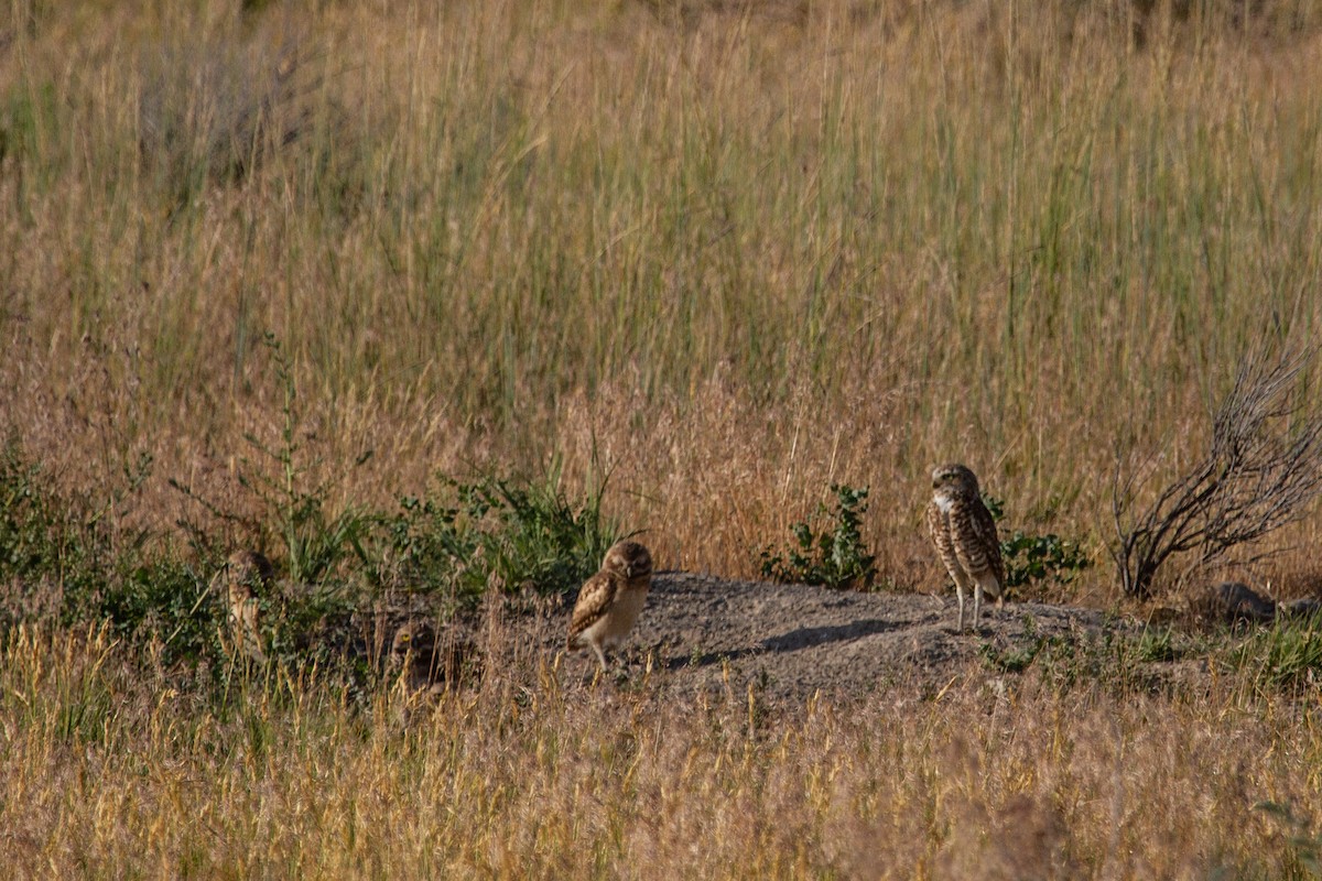 Burrowing Owl - ML638658917