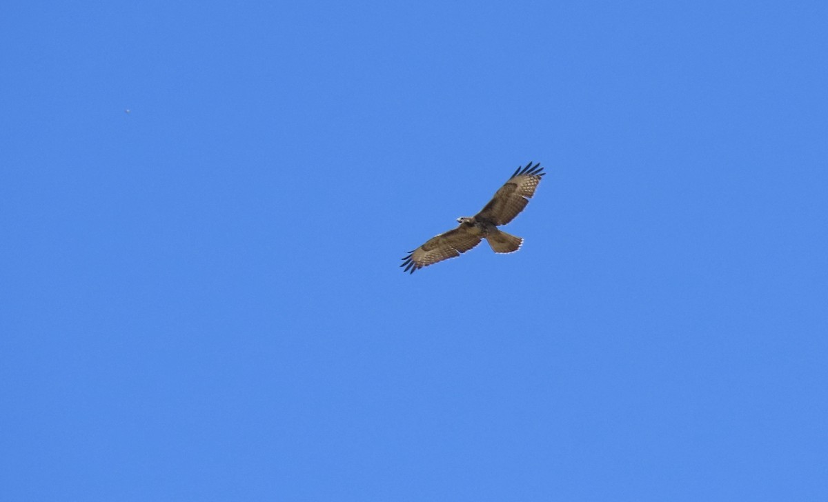 Red-tailed Hawk - ML638658931