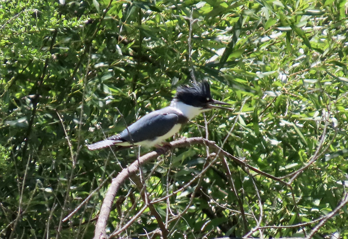 Belted Kingfisher - ML638658935