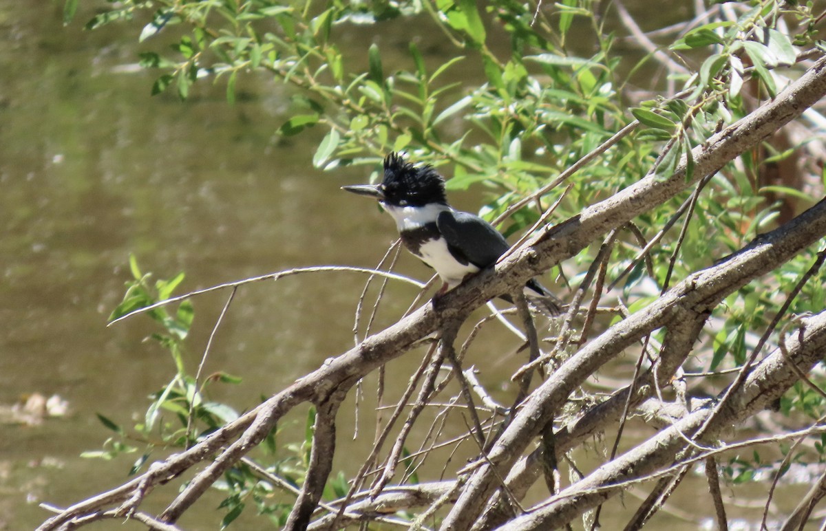 Belted Kingfisher - ML638658945