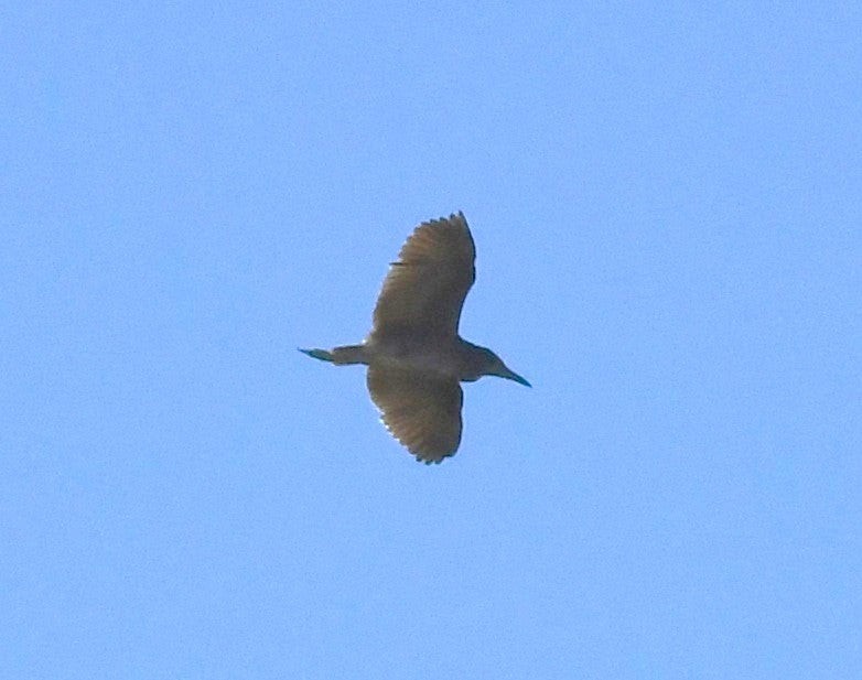 Black-crowned Night Heron (Eurasian) - ML638658946
