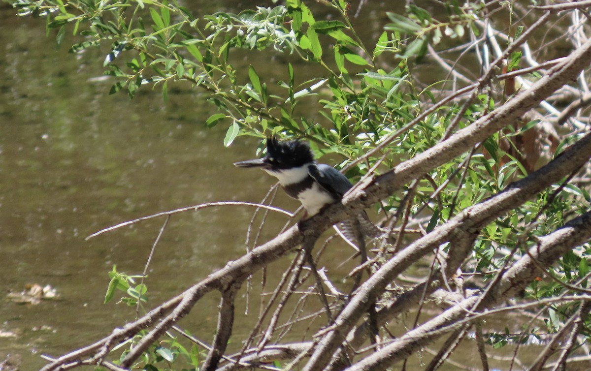 Belted Kingfisher - ML638658947