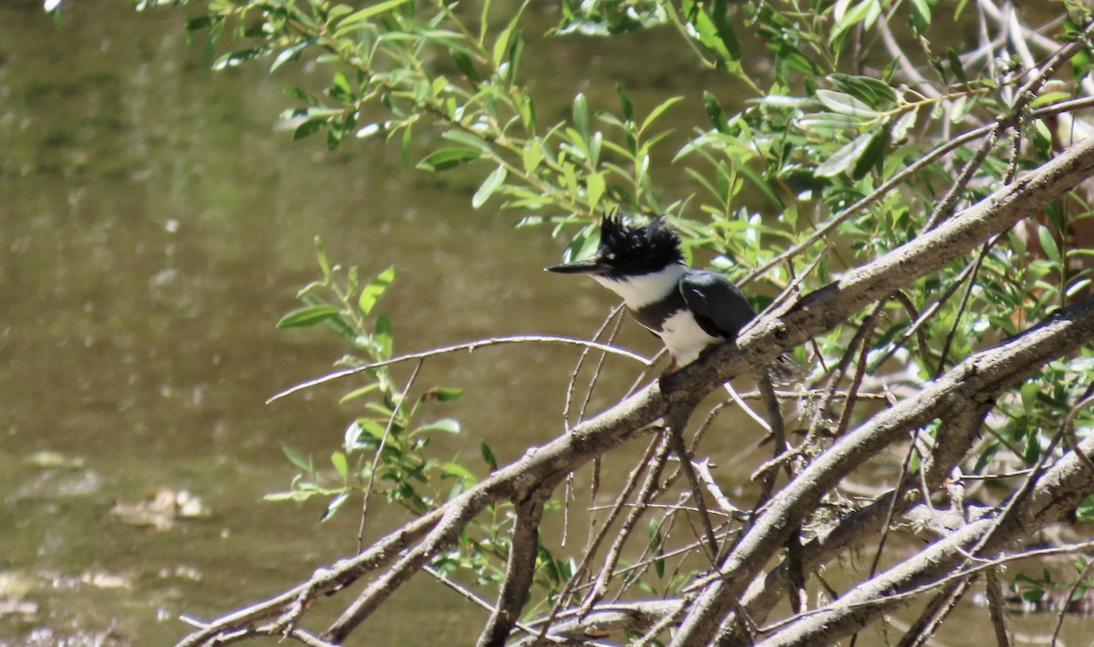 Belted Kingfisher - ML638658948