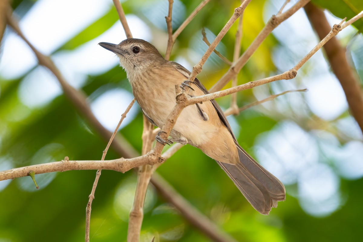 Arafura Shrikethrush - ML638658961